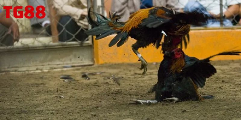 Những ưu điểm tạo nên thương hiệu đá gà TG88